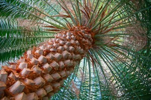 Un jardiner pour vos palmiers