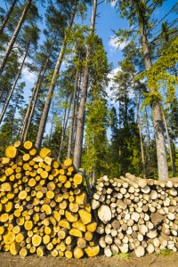 faire abattre un arbre